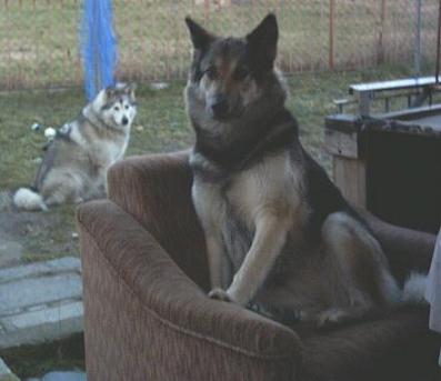 Tapsi auf ihrem Sessel