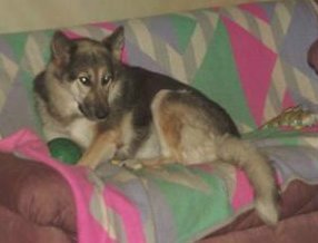 Tapsi auf ihrer Couch