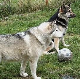 Fussballhunde