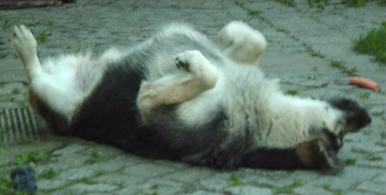 Tapsi in Maikäferstellung