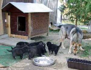 Sina und ihre Welpen