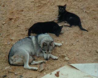 Kessy und Welpen 2001