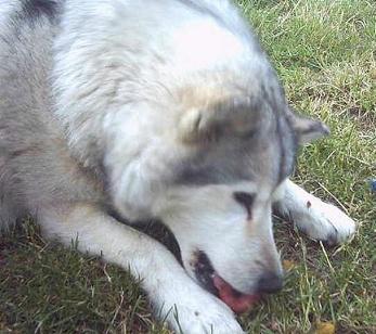 Kessy futtert Kauschnuller