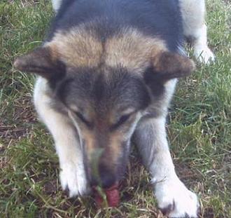 Tapsi futtert Kauschnuller