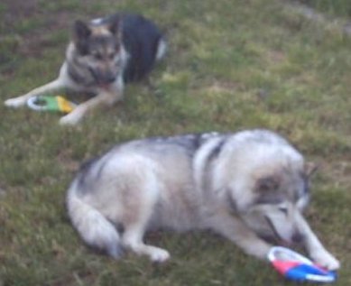 Geburtstag Tapsi 2005