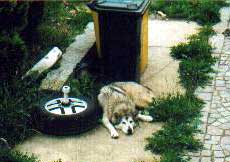 Kessy bewacht die Tonnen