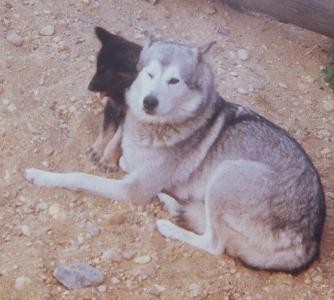 Tapsi als Welpe 2001